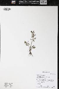 Rotala ramosior image