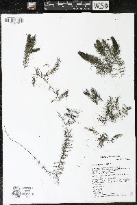 Ceratophyllum demersum image