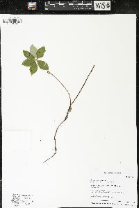 Cornus canadensis image