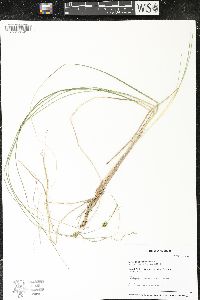 Carex oligosperma image