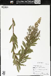 Spiraea alba image