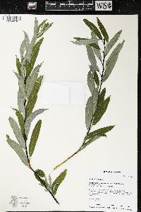 Salix petiolaris image