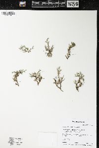 Selaginella rupestris image