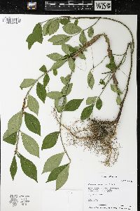 Euonymus alatus image