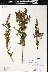 Spiraea alba image