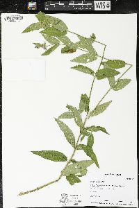 Stachys pilosa image