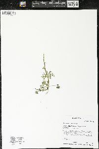 Ranunculus flabellaris image