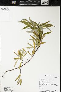 Salix petiolaris image