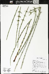 Equisetum fluviatile image