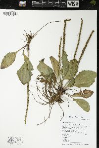 Plantago rugelii image