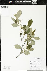 Aronia melanocarpa image