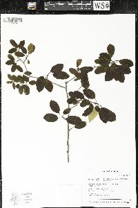 Ilex mucronata image