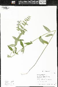 Scutellaria galericulata image