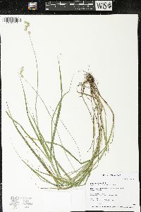 Carex projecta image