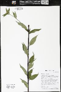 Helianthus giganteus image