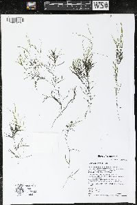 Potamogeton friesii image