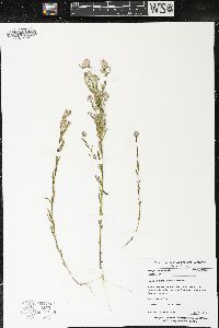 Polygala sanguinea image