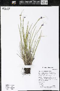 Sisyrinchium montanum image