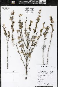 Prunus pumila image