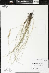 Festuca rubra image