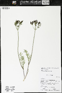 Lomatium macrocarpum image