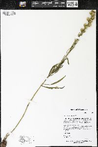 Liatris aspera image