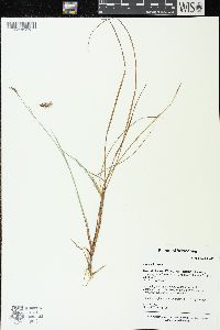 Carex limosa image