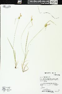 Carex cryptolepis image