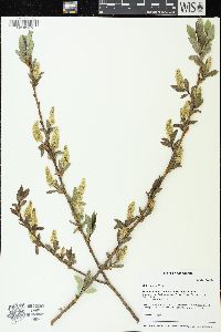 Salix lucida image