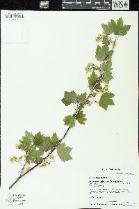 Ribes americanum image