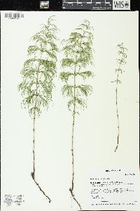 Equisetum sylvaticum image