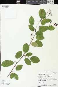 Amelanchier interior image