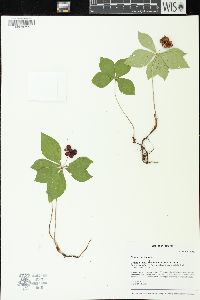 Cornus canadensis image