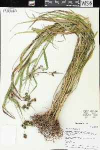 Scirpus hattorianus image