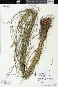 Carex tuckermanii image