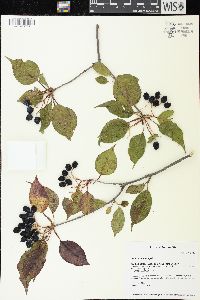 Viburnum lentago image