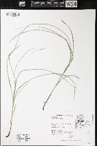 Carex woodii image