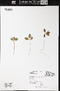 Polygaloides paucifolia image