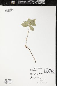 Cornus canadensis image