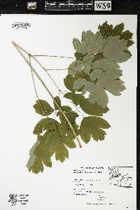 Caulophyllum thalictroides image