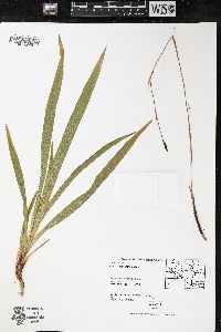 Carex plantaginea image