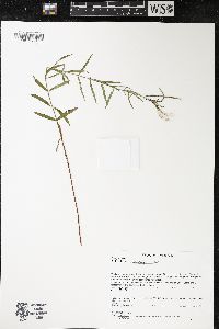 Epilobium leptophyllum image