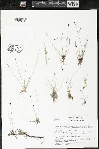 Eleocharis quinqueflora image