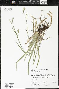 Carex arctata image