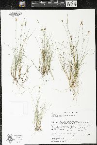 Carex gynocrates image