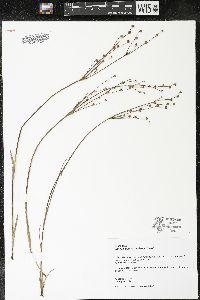 Juncus alpinoarticulatus image