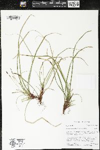 Carex pedunculata image