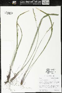 Oryzopsis asperifolia image