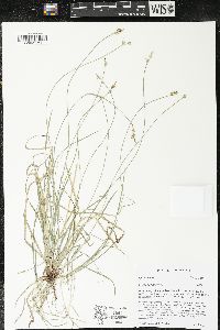 Carex peckii image