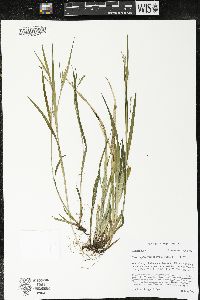 Carex leptonervia image